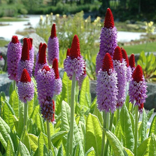 Primula vialii