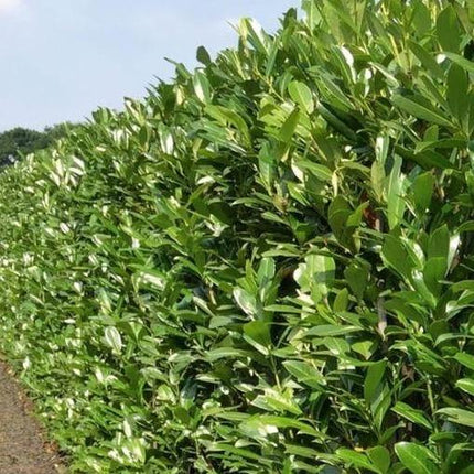Laurierkers (Prunus laurocerasus 'Caucasica') haag pakket per meter - Tuinplantenloods