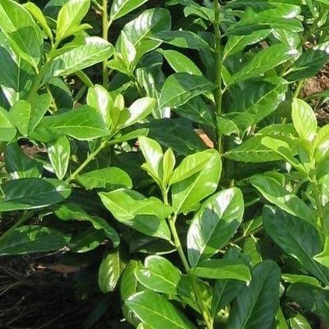 Laurierhaag (Prunus laurocerasus 'Novita') haag pakket per meter - Tuinplantenloods