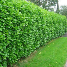 Afbeelding in Gallery-weergave laden, Laurierhaag (Prunus laurocerasus &#39;Novita&#39;) haag pakket per meter - Tuinplantenloods

