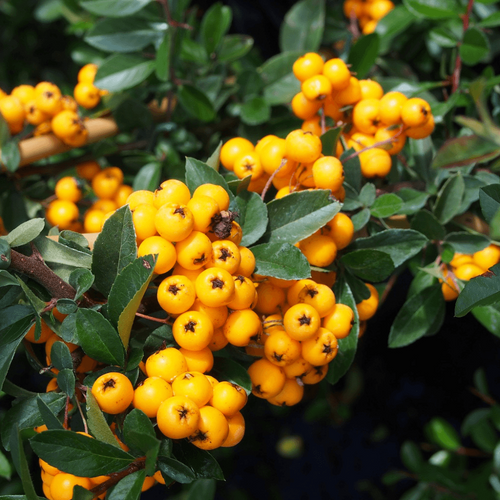 Pyracantha Golden Charmer