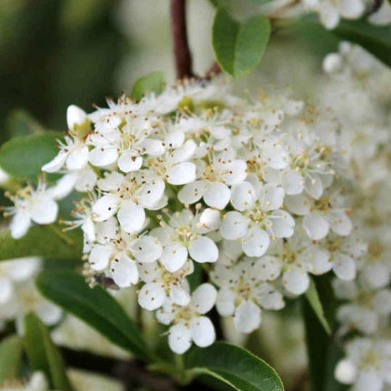 Pyracantha Orange Glow - Vuurdoorn