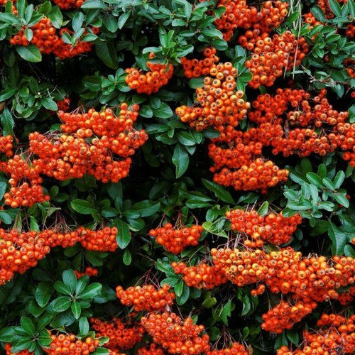 Pyracantha Orange Glow - Vuurdoorn