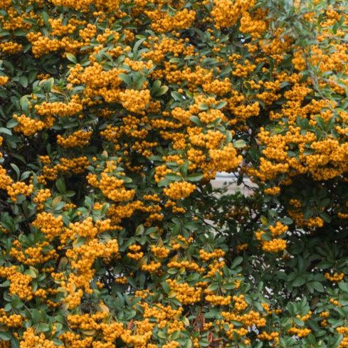 Pyracantha Soleil dOr - Vuurdoorn