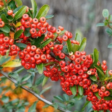 Afbeelding in Gallery-weergave laden, Pyracantha Mohave - Vuurdoorn
