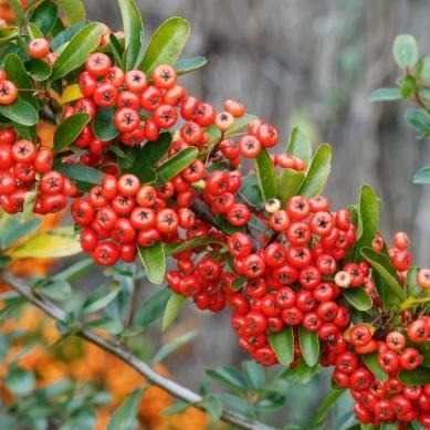 Pyracantha Mohave - Vuurdoorn