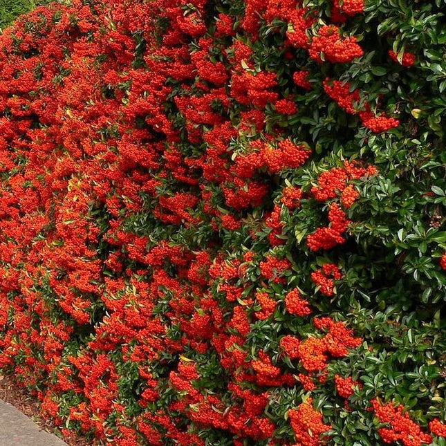 Pyracantha Mohave - Vuurdoorn
