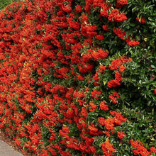 Afbeelding in Gallery-weergave laden, Pyracantha Mohave - Vuurdoorn
