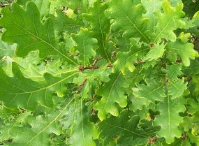 Quercus robur - Zomereik haag blote wortel