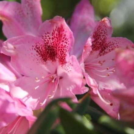 Rhododendron 'Cosmopolitan' - Tuinplantenloods