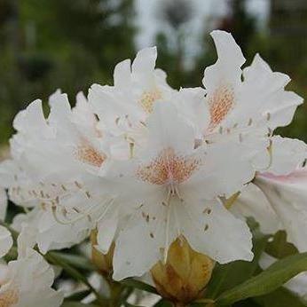 Rhododendron 'Cunningham's White' - Tuinplantenloods