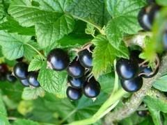 Ribes nigrum Titania - Zwarte bes