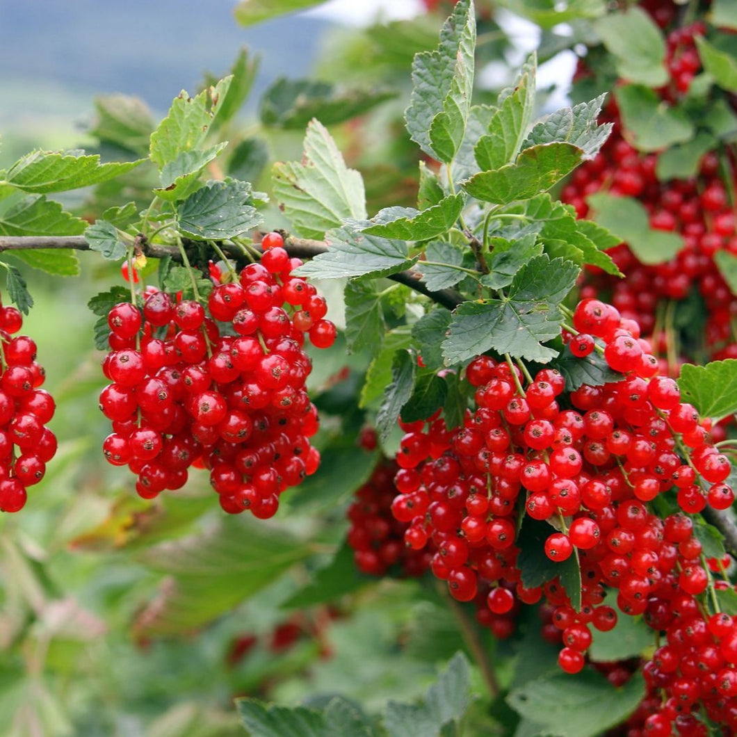 Ribes rubrum (red) Jonkheer van Tets - Rode bes