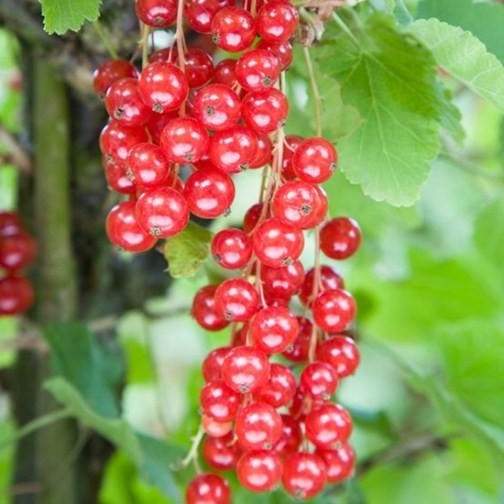 Ribes rubrum (red) Rovada - Rode bes