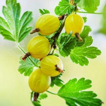 Ribes uva-crispa gele kruisbes