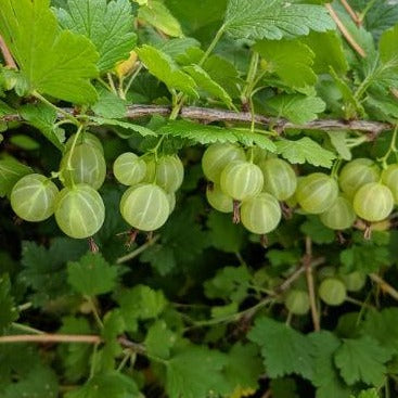 Ribes uva-crispa groene bes