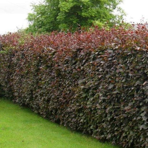 Rode beukenhaag (Fagus sylvatica Atropunicea) in pot pakket enkele rij per meter - Tuinplantenloods