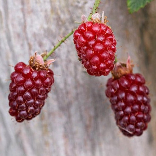 Rubus Tayberry - Kruising Braam-Framboos