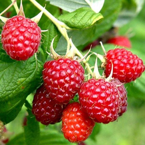 Rubus idaeus Malling Promise - Frambozen struik