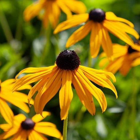 Rudbeckia goldsturm