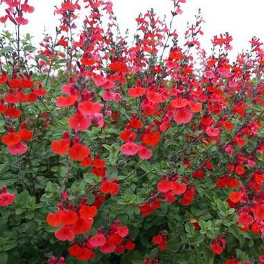 Salvia nemorosa 'Royal Bumble' Rode Salie