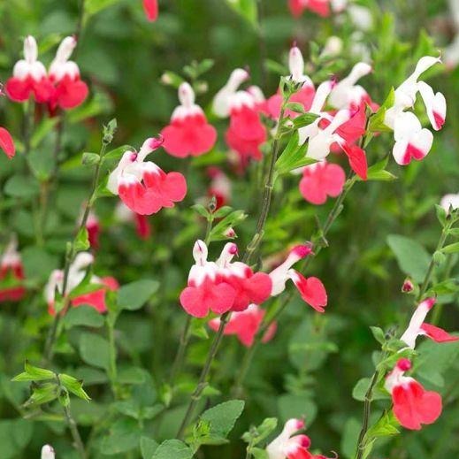 Salvia hot lips salie