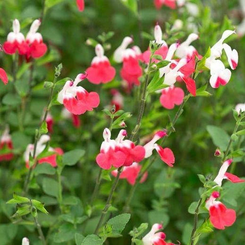 Salvia hot lips salie