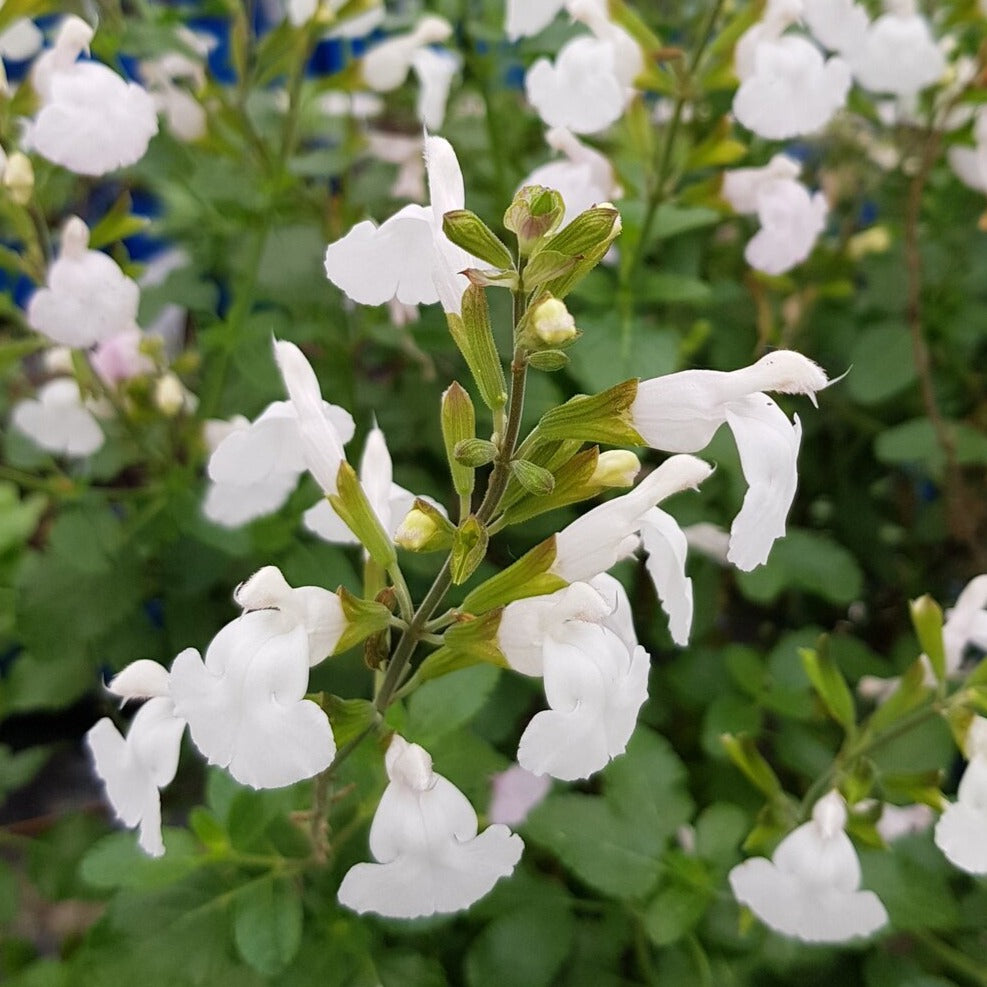 Salvia microphylla Gletsjer - Salie