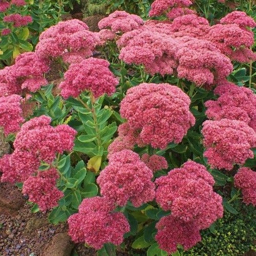 Sedum herbstfreude - Vetkruid - Hemelsleutel