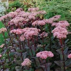 Sedum telephium 'matrona