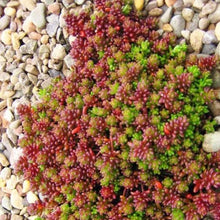 Afbeelding in Gallery-weergave laden, Sedum album &#39;Coral Carpet&#39; - Vetkruid
