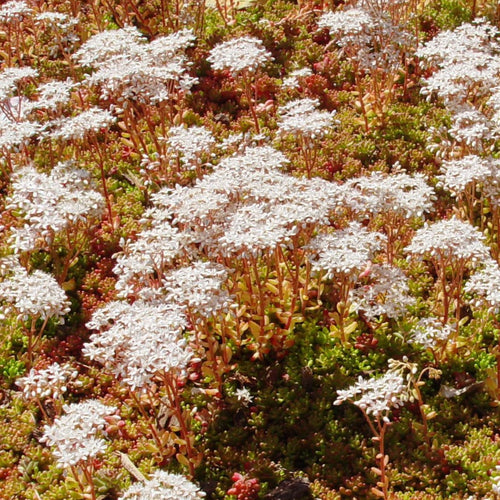 Sedum album 'Coral Carpet' - Vetkruid