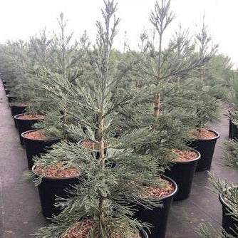 Sequoiadendron g. 'Glaucum'