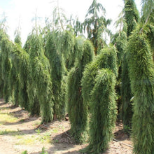 Afbeelding in Gallery-weergave laden, Sequoiadendron g. &#39;Pendulum&#39;
