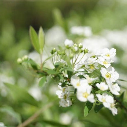 Spiraea nipp. Snowmound - Japanse spierstruik