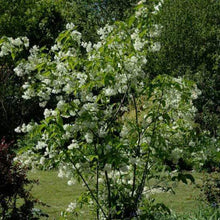 Afbeelding in Gallery-weergave laden, Staphylea colchica
