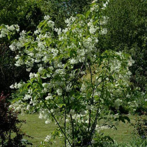 Staphylea colchica