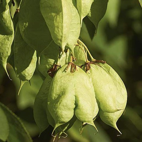 Staphylea colchica