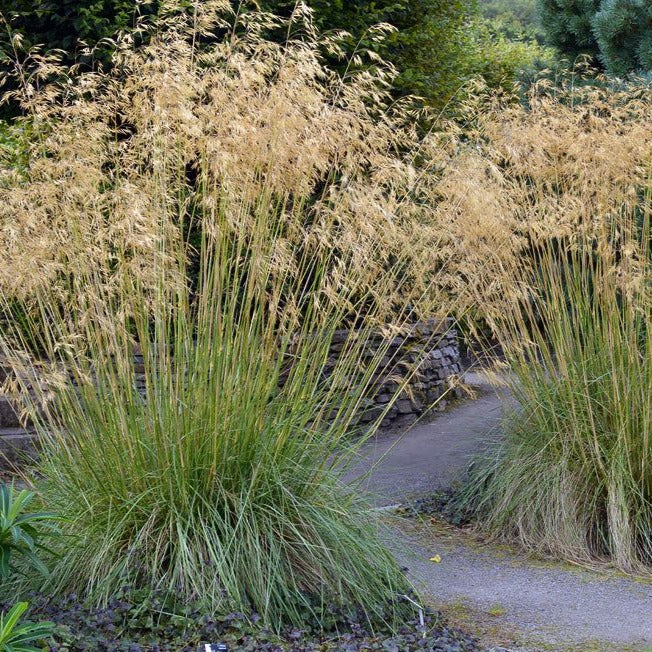 Stipa gigantea