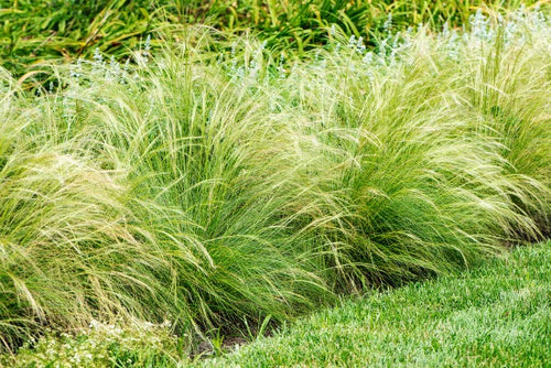 Stipa tenuissima 'Ponytails' - Vedergras