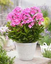 Afbeelding in Gallery-weergave laden, Phlox (P) Sweet Summer Candy - Vlambloem
