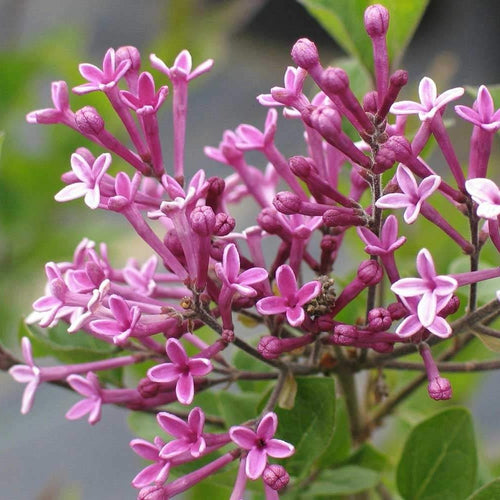 Syringa 'Dark Purple' - Sering