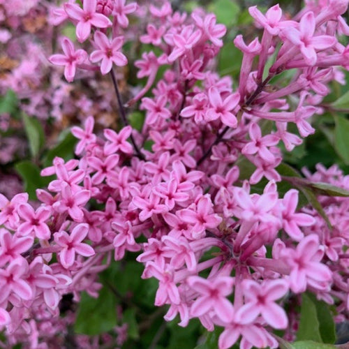 Syringa 'Pink Parfume' - Sering