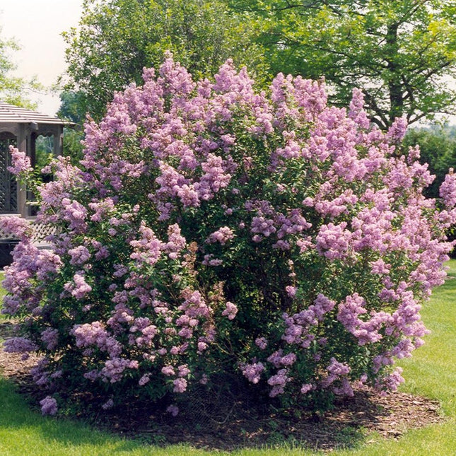 Syringa meyeri 'Palibin'