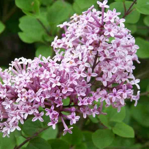 Syringa meyeri 'Palibin'