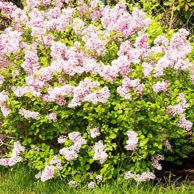 Syringa 'Superba' - Dwergsering