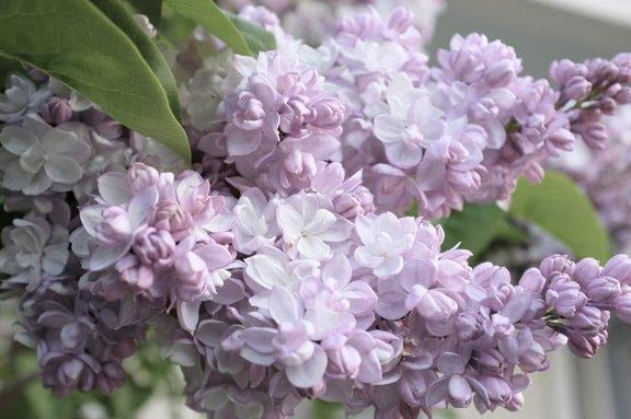 Syringa v. Beauty of Moscow
