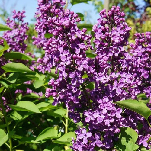 Syringa v. 'And. an Ludwig Spath' - Sering