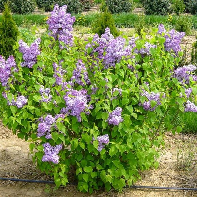 Syringa v. 'Michel Buchner' - lilakleurige sering