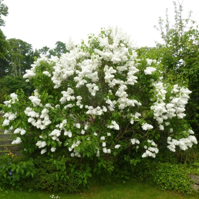 Syringa v. 'Mme Lemoine'